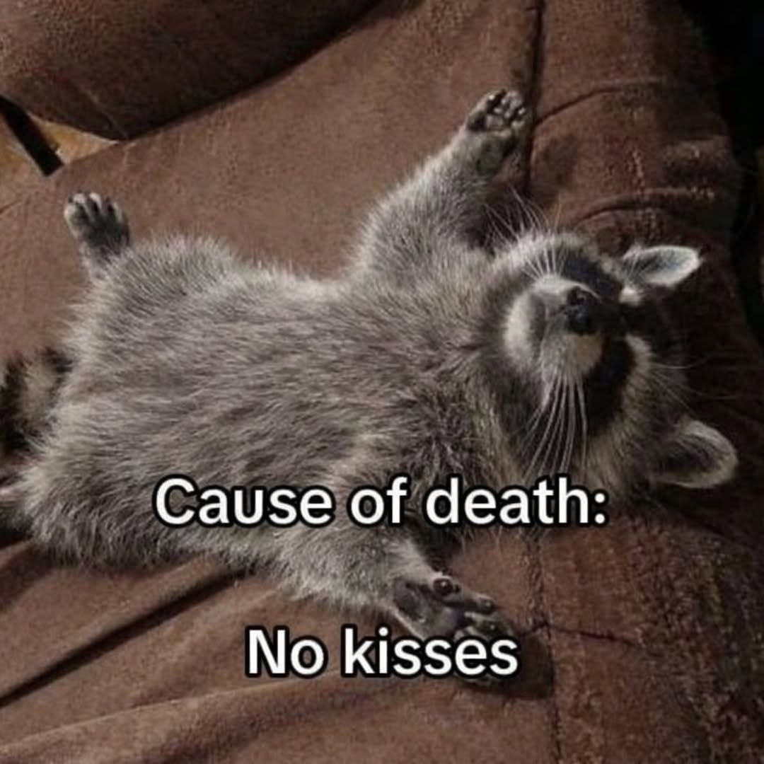 Маленький енот лежит на спине с надписью «Cause of death: No kisses» — «Причина смерти: отсутствие поцелуев».