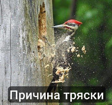 Причина тряски Дятел долбит дерево, причина тряски
