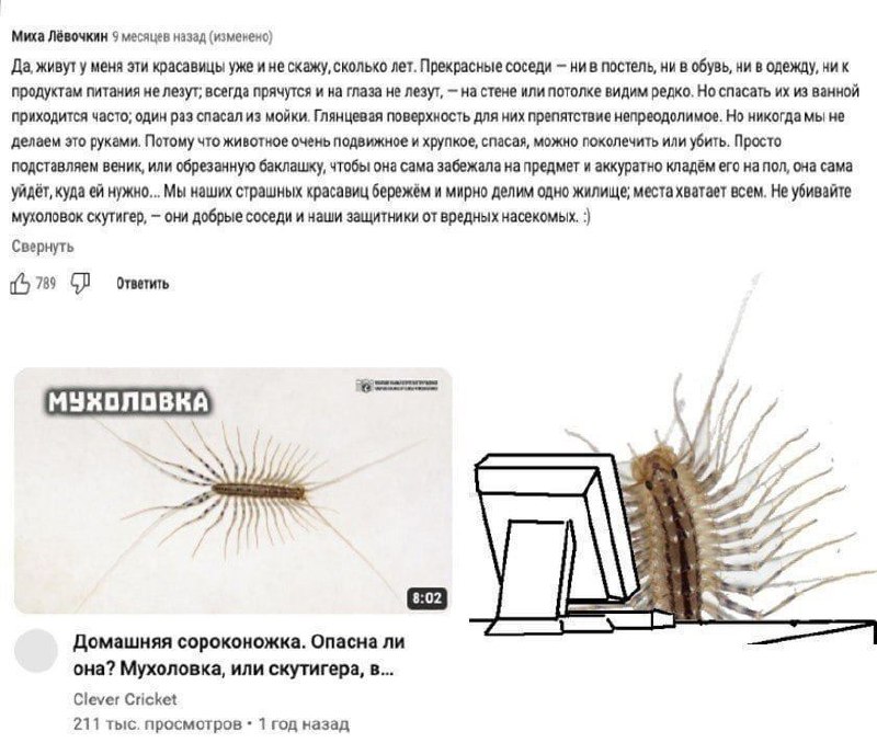 Мухоловка за компьютером пишет комментарий Мем с мухоловкой, сидящей за компьютером и набирающей комментарий о мирном сожительстве с домашними сороконожками.