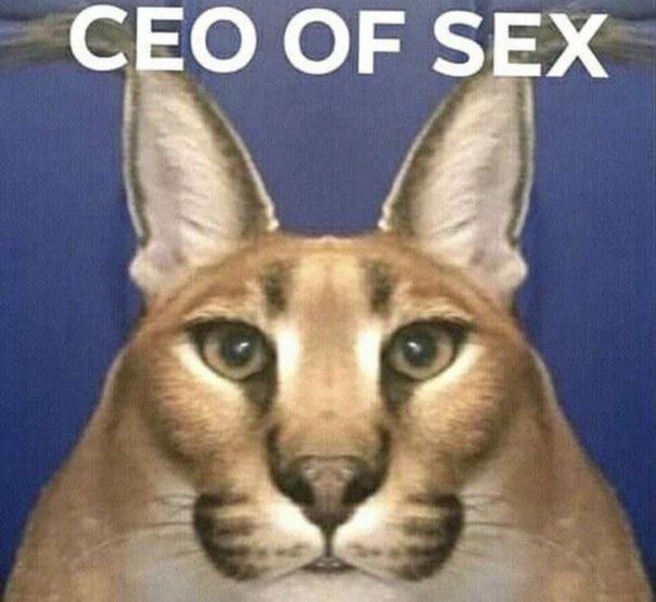 CEO OF SEX Мем с каракалом Флоппой, подписанный CEO OF SEX