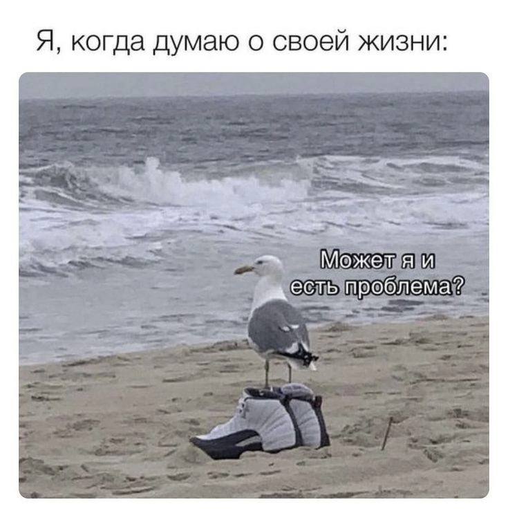 Чайка на кроссовках на берегу Чайка на кроссовках смотрит на море и задумывается