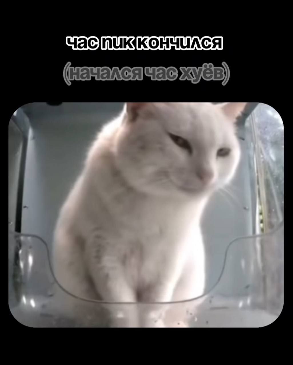 Час пик кончился (начался час хуёв) с котом Мем с котом "Час пик кончился (начался час хуёв)" в прозрачной коробке.