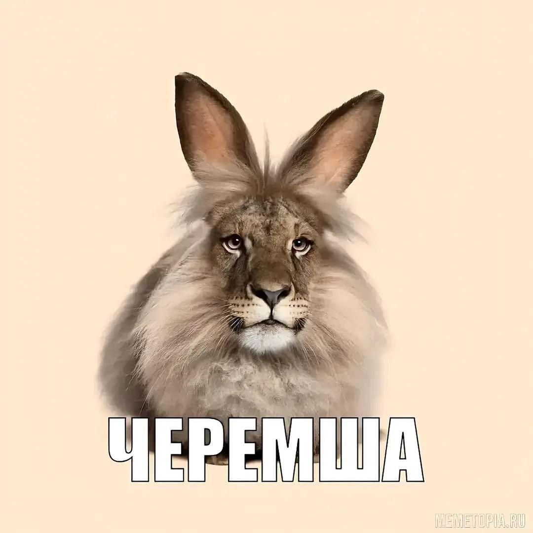 Черемиша Лев с кроличьими ушами и надписью Черемиша