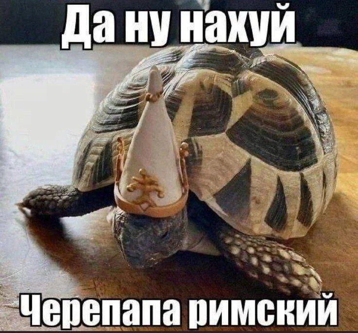 Черепапа римский Смешная черепаха в колпаке римского папы говорит: да ну на*уй
