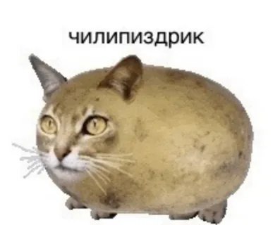 Странный круглый кот с надписью «чилипиздрик» на белом фоне