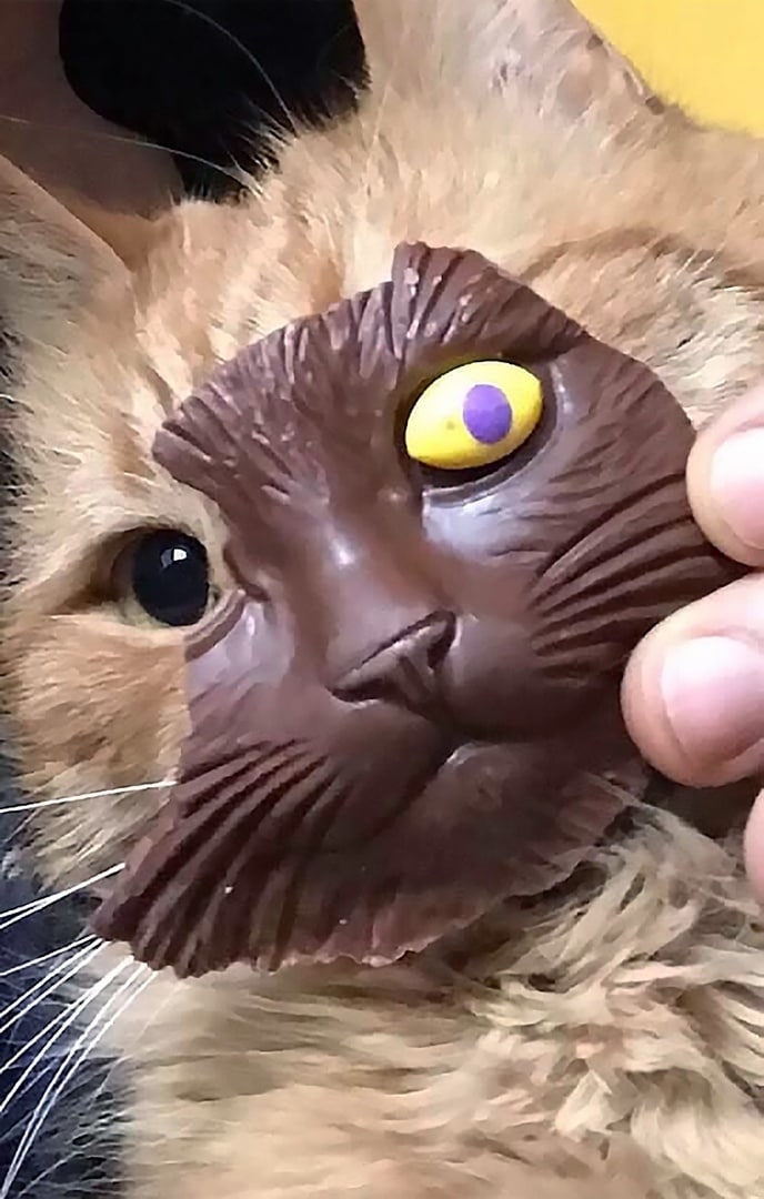 Шоколадная маска на коте На изображение показан крупный план кота, к морде которого приложили шоколадную маску кошачьей морды.