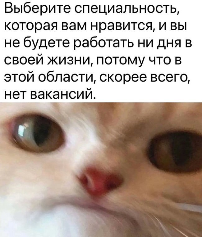 Выберите специальность, которая вам нравится Мем с котом и надписью про выбор специальности: "Выберите специальность, которая вам нравится, и вы не будете работать ни дня в своей жизни, потому что в этой области, скорее всего, нет вакансий".