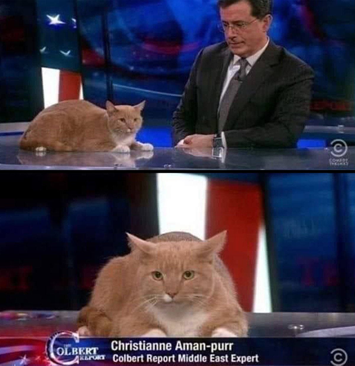 Christianne Aman-purr Мем с котом по имени Christianne Aman-purr, который сидит на шоу Стивена Кольбера