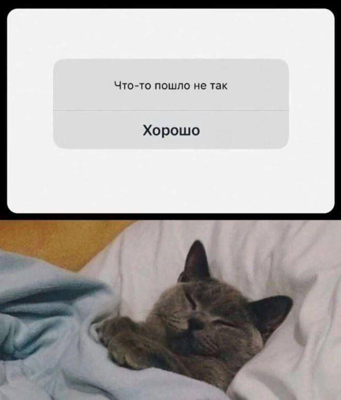 Что-то пошло не так. Хорошо. Кот спит под одеялом и уведомление "Что-то пошло не так. Хорошо."