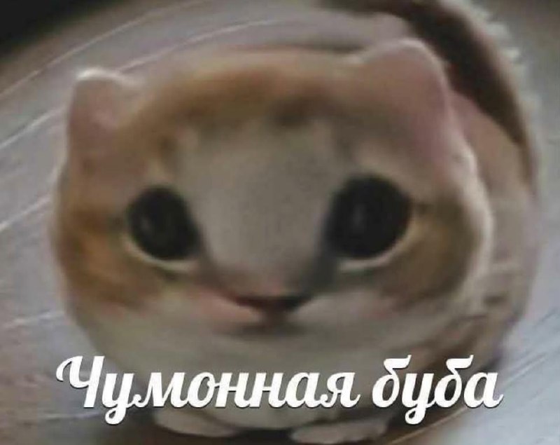 Милый пухлый кот с большими глазами и подписью «Чумонная биба» — смешная реакция на странную или внезапную беду.