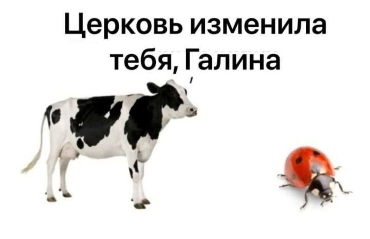 Церковь изменила тебя, Галина Мем с коровой, говорящей «Церковь изменила тебя, Галина» божьей коровке