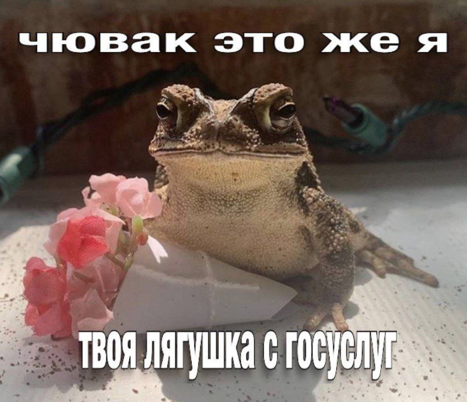 Чувак это же я, твоя лягушка с Госуслуг Чувак это же я, твоя лягушка с Госуслуг