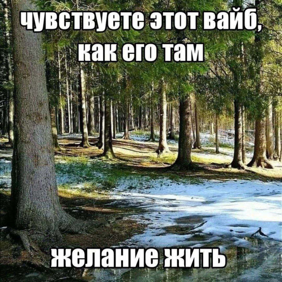 Чувствуете этот вайб, желание жить Мем с надписью «Чувствуете этот вайб, как его там, желание жить» на фоне весеннего леса