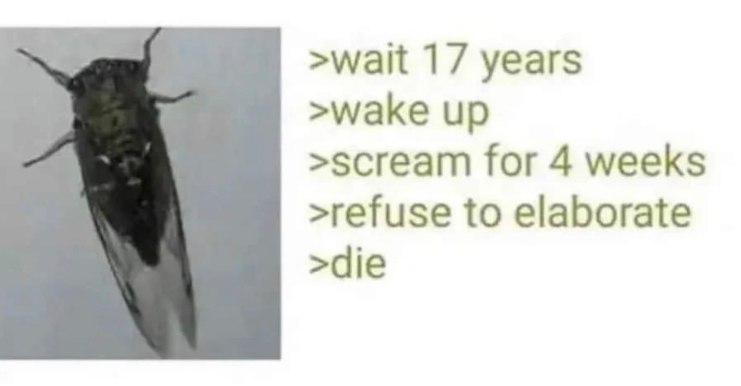 Cicada, wait 17 years, scream for 4 weeks, refuse to elaborate Мем про цикаду, которая ждет 17 лет, кричит 4 недели и умирает