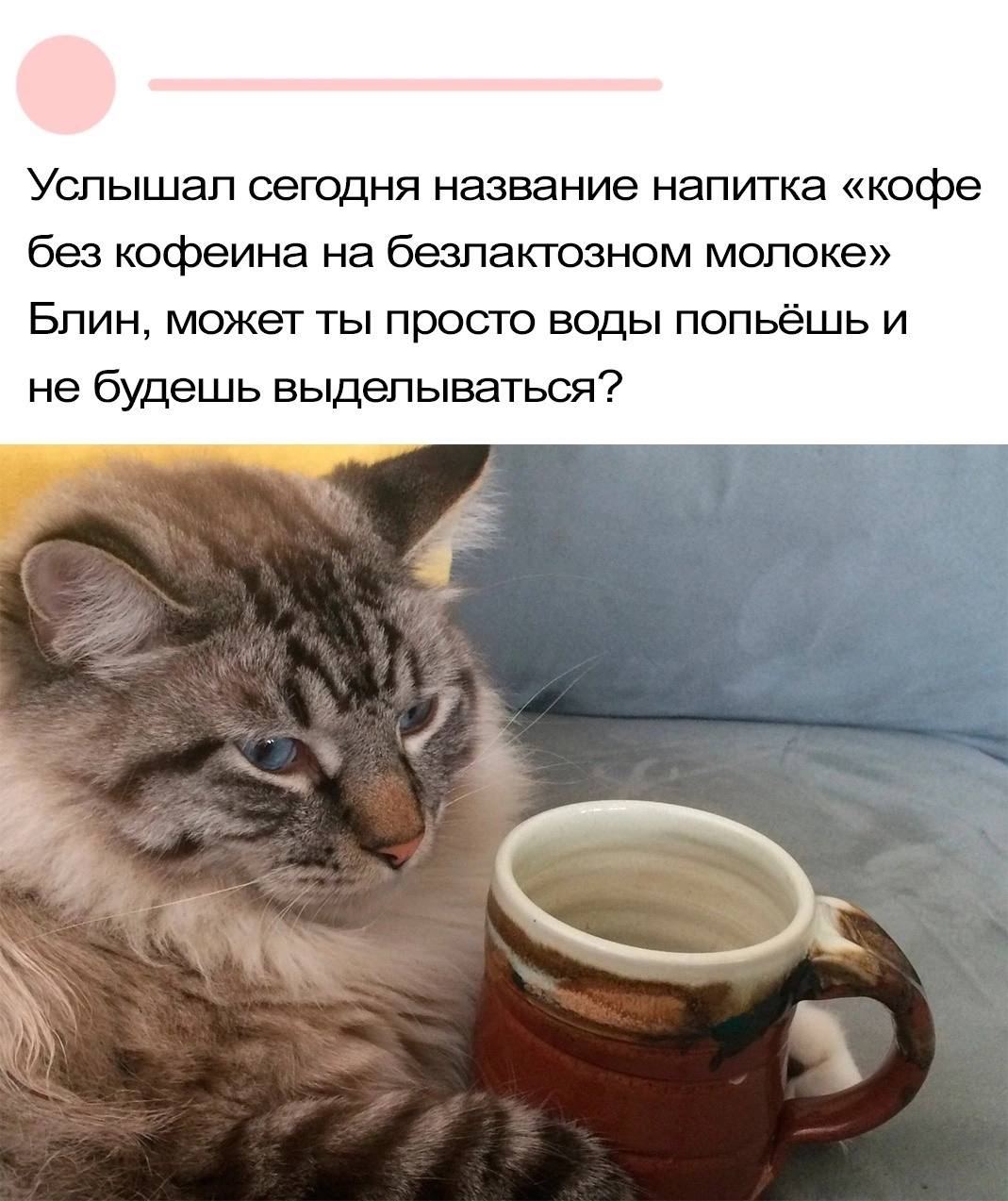 Услышал сегодня название напитка «кофе без кофеина на безлактозном молоке» Кот, осуждающий напиток «кофе без кофеина на безлактозном молоке»