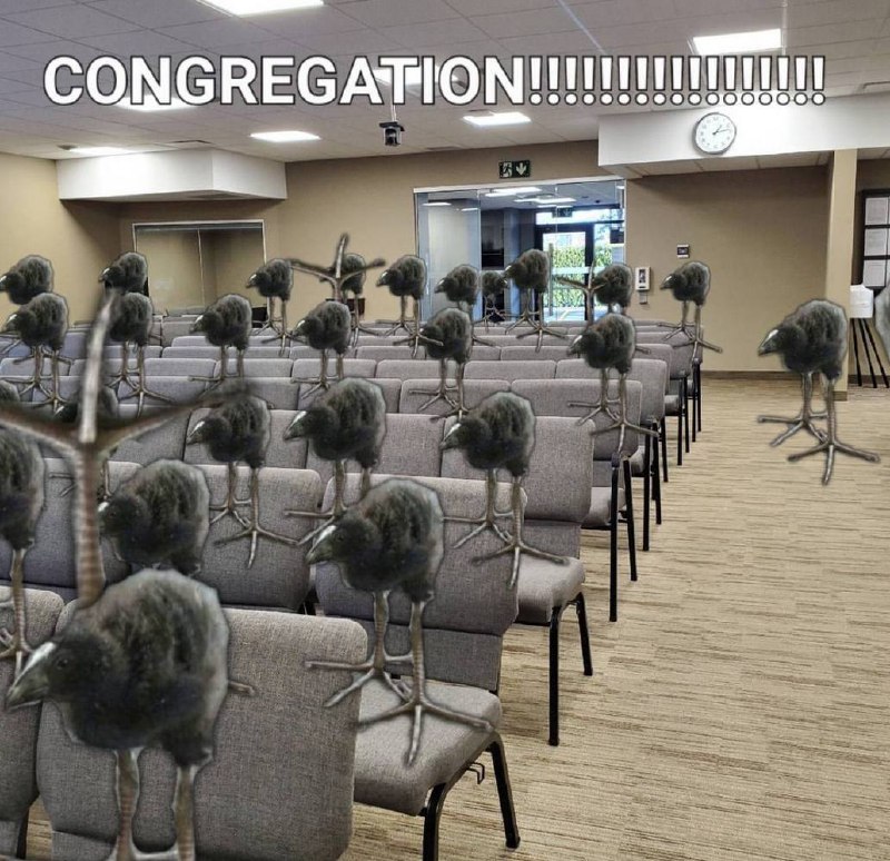 CONGREGATION!!!!!!!!!!!! Цыплята на собрании