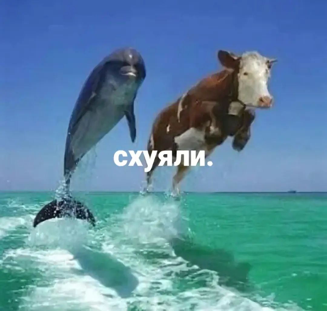 Дельфин и корова Дельфин и корова выпрыгивают из воды с надписью "схуяли."