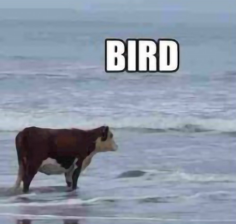 Корова в океане с надписью bird Корова, идущая по воде с надписью bird