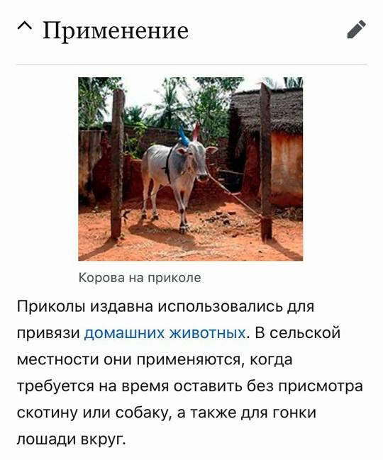 Шуточная энциклопедическая статья о корове на приколе и применении приколов для привязи домашних животных.