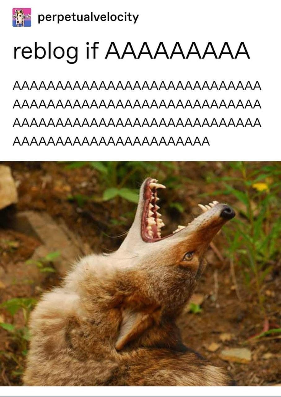 Мем с воющим койотом AAAAAAAA Мем с воющим койотом и текстом «reblog if AAAAAAAA»