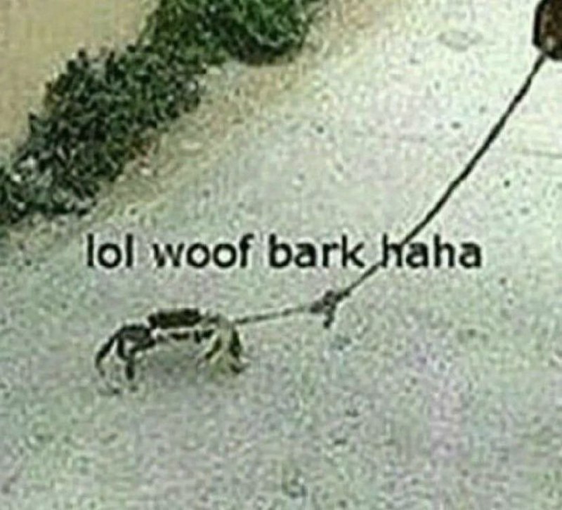 Краб на поводке Мем с крабом на поводке и надписью lol woof bark haha