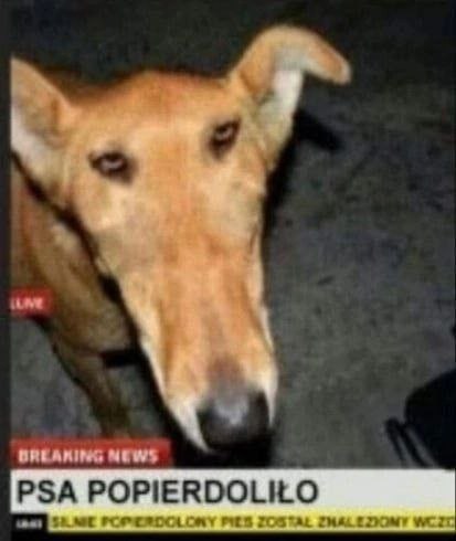 Собаку попердолило Собака с сумасшедшим взглядом и надписью «PSA POPIERDOLIŁO» на новостной плашке.