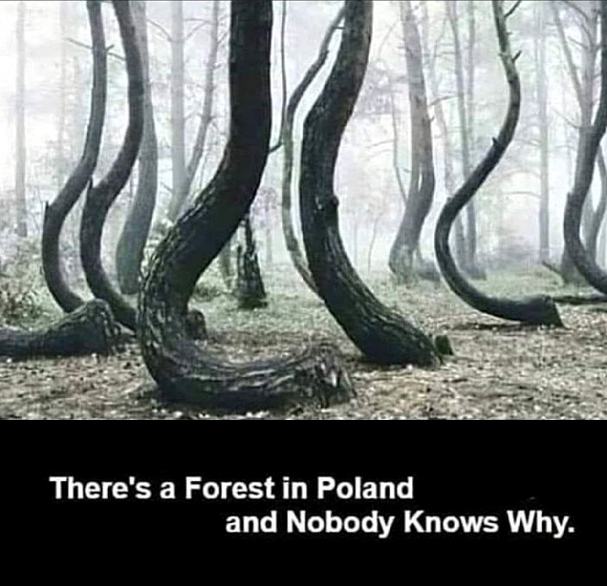 Кривой лес в Польше, Nobody Knows Why Фотография необычного Кривого леса в Польше, где деревья имеют причудливые изогнутые стволы, о причинах которых ведутся споры.