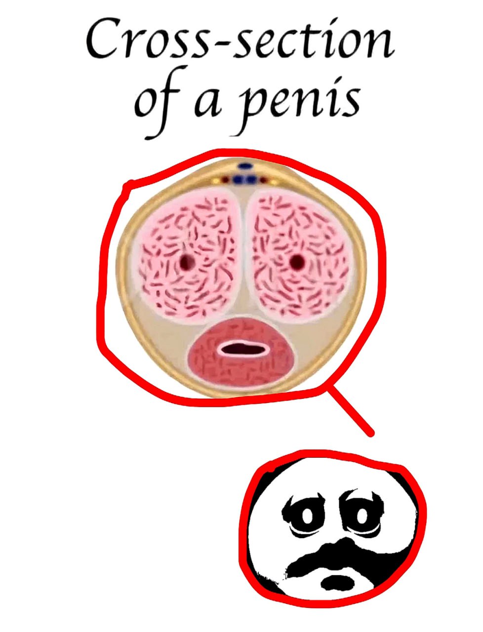Cross-section of a penis Cross-section of a penis мем про лицо