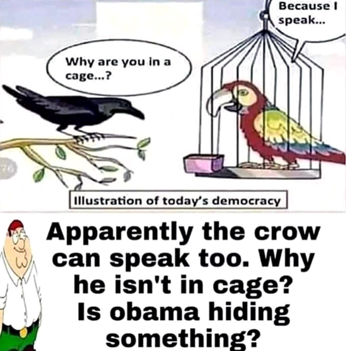 Apparently the crow can speak too. Why he isn't in cage? Мем с вороном и попугаем в клетке и Питером Гриффином спрашивающим про Обаму