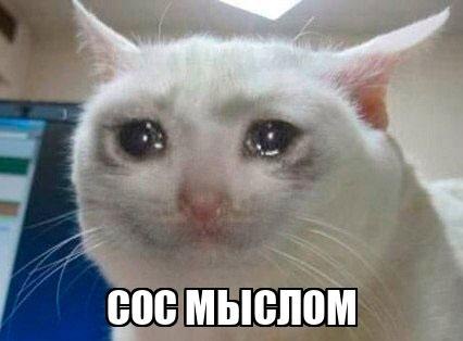 Плачущий кот сос мыслом Плачущий белый кот с подписью "сос мыслом"