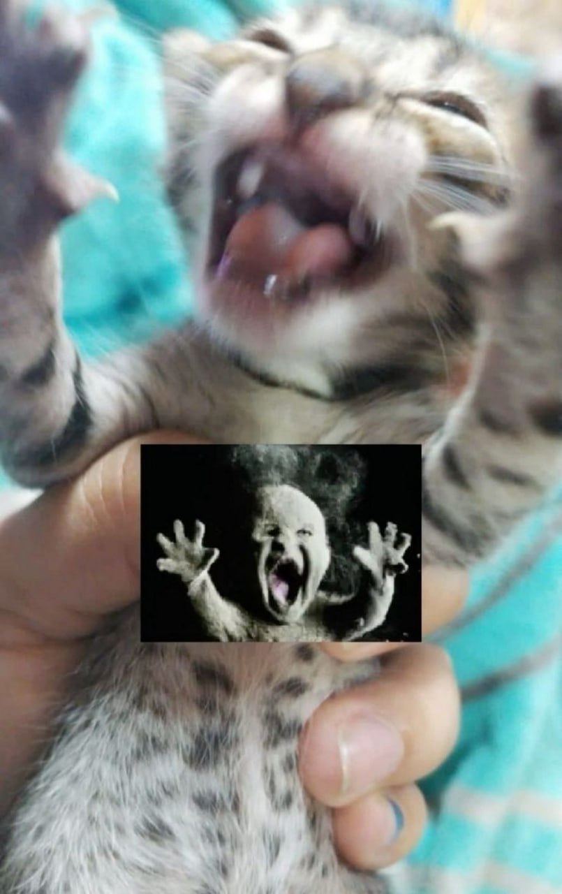 Плачущий котенок со страшным ребенком Мем с плачущим котенком, на которого наложили изображение кричащего ребенка из фильма «Мама!».