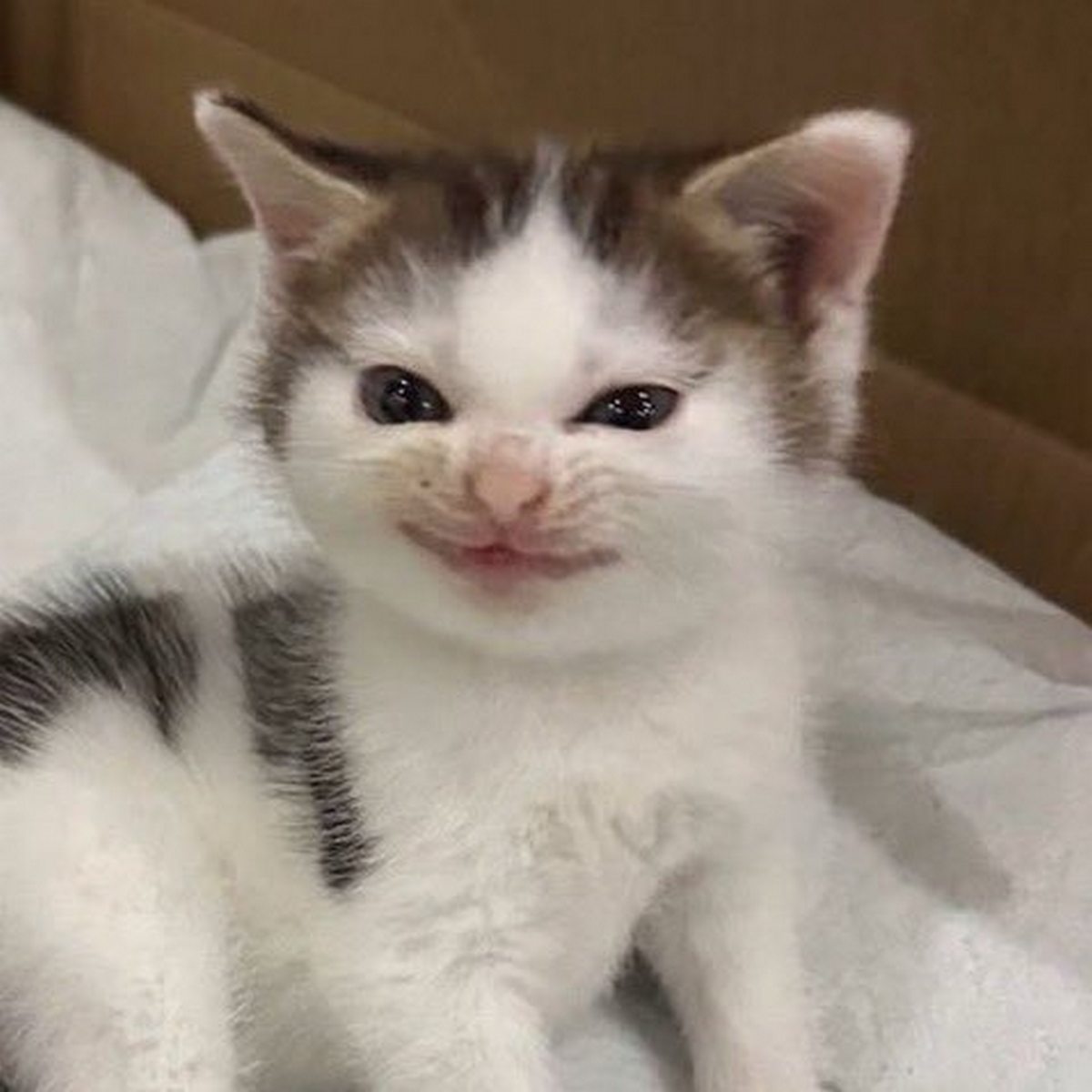 Плачущий ухмыляющийся кот Котенок с недовольной, плачущей и ухмыляющейся мордочкой