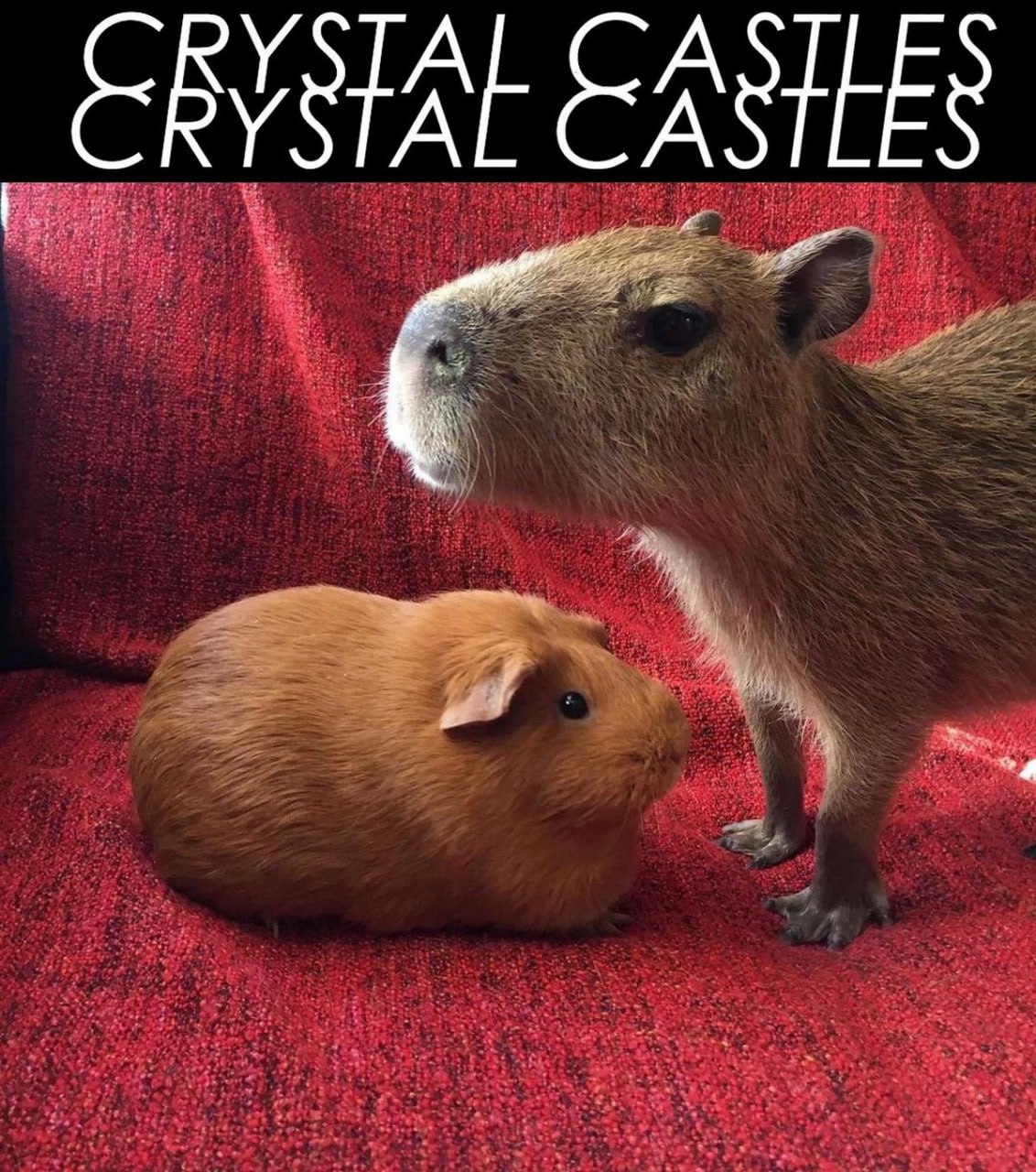 Crystal Castles Капибара и морская свинка Капибара и морская свинка Crystal Castles