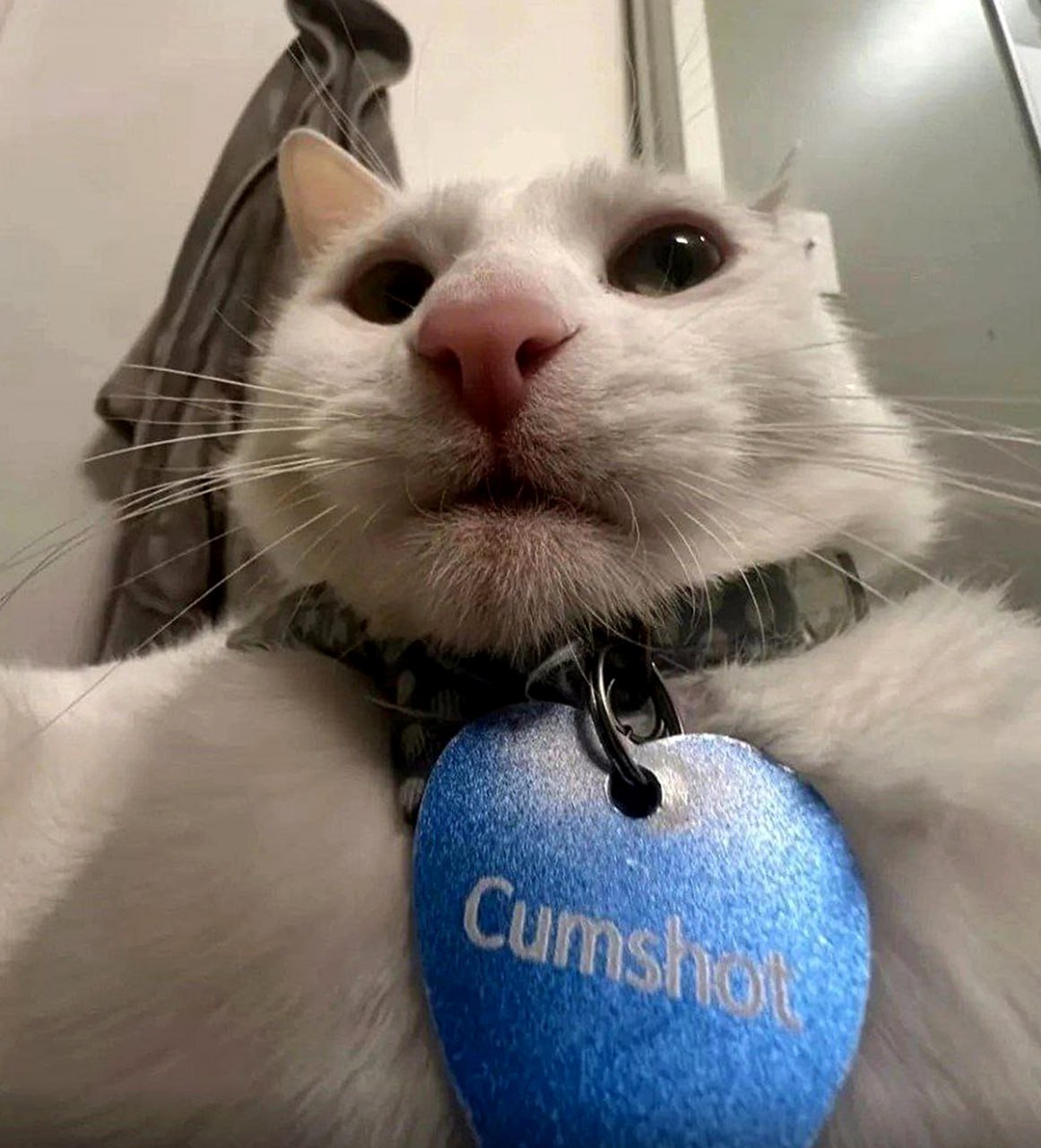 Кот Cumshot Белый кот с жетоном, на котором написано «Cumshot»