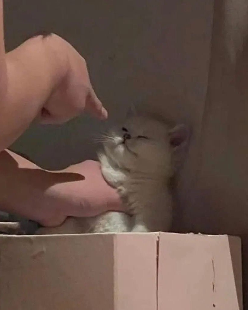Котик жмурится от прикосновения к носу Милый котик, который жмурится от прикосновения к его носу