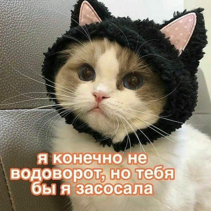 Милый кот в черной шапочке Милый кот в черной шапочке с надписью "Я конечно не водоворот, но тебя бы я засосала"