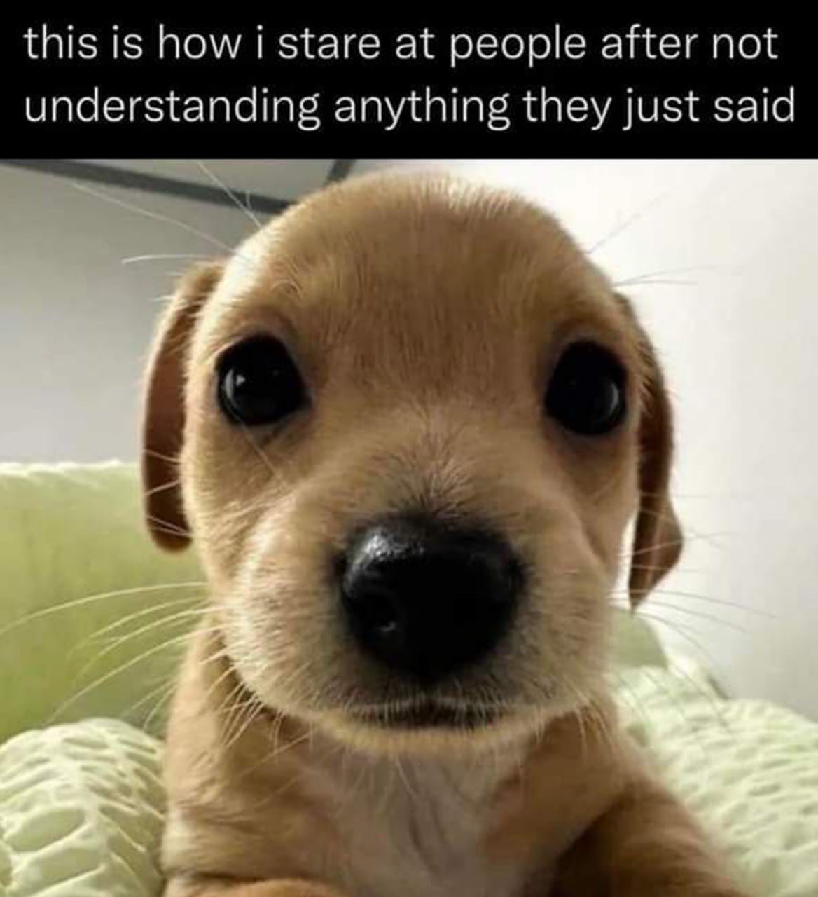 This is how i stare at people after not understanding anything they just said Милый щенок смотрит в камеру после того, как ничего не понял из сказанного