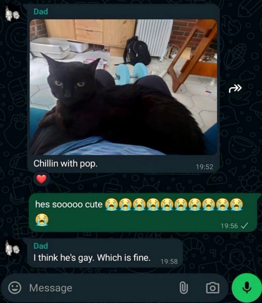Dad i think he’s gay. Which is fine Переписка в чате, где кто-то отправляет фотографию черного кота, который лежит на коленях, а папа в ответ пишет: «Я думаю, он гей. Что нормально»