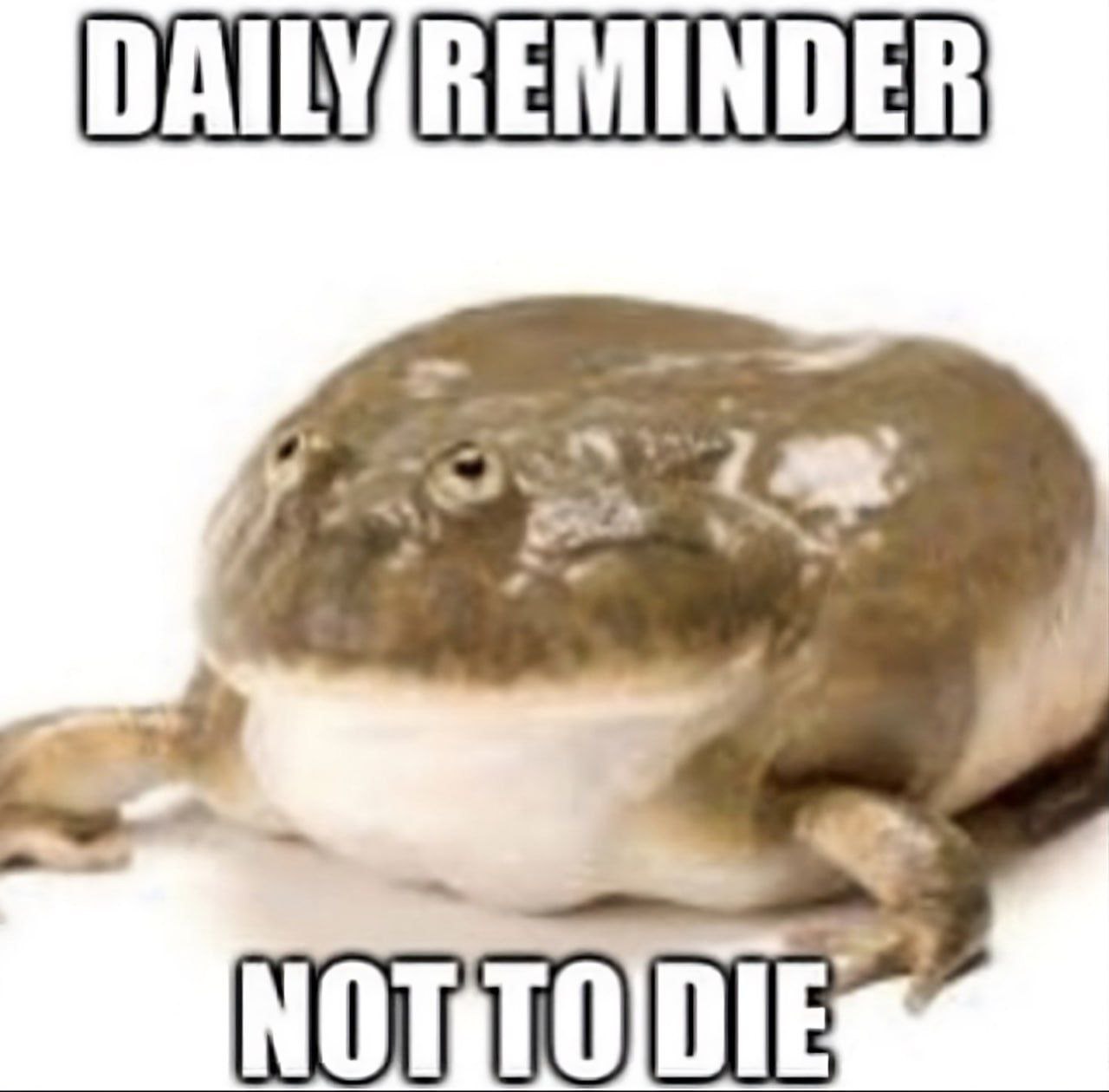 Лягушка с надписью «Daily reminder not to die» на белом фоне