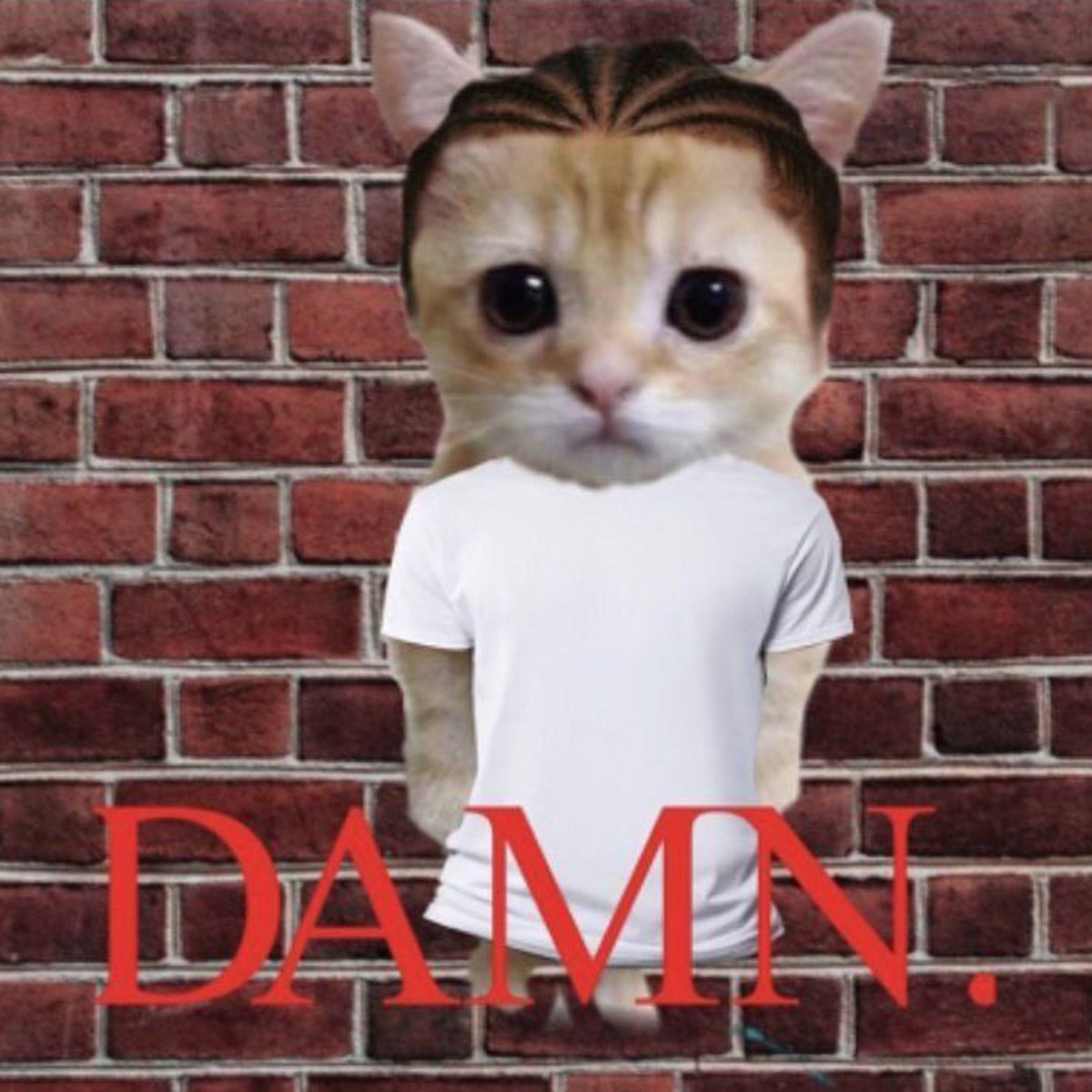 Damn cat Котёнок с косичками в белой футболке и надписью "DAMN."