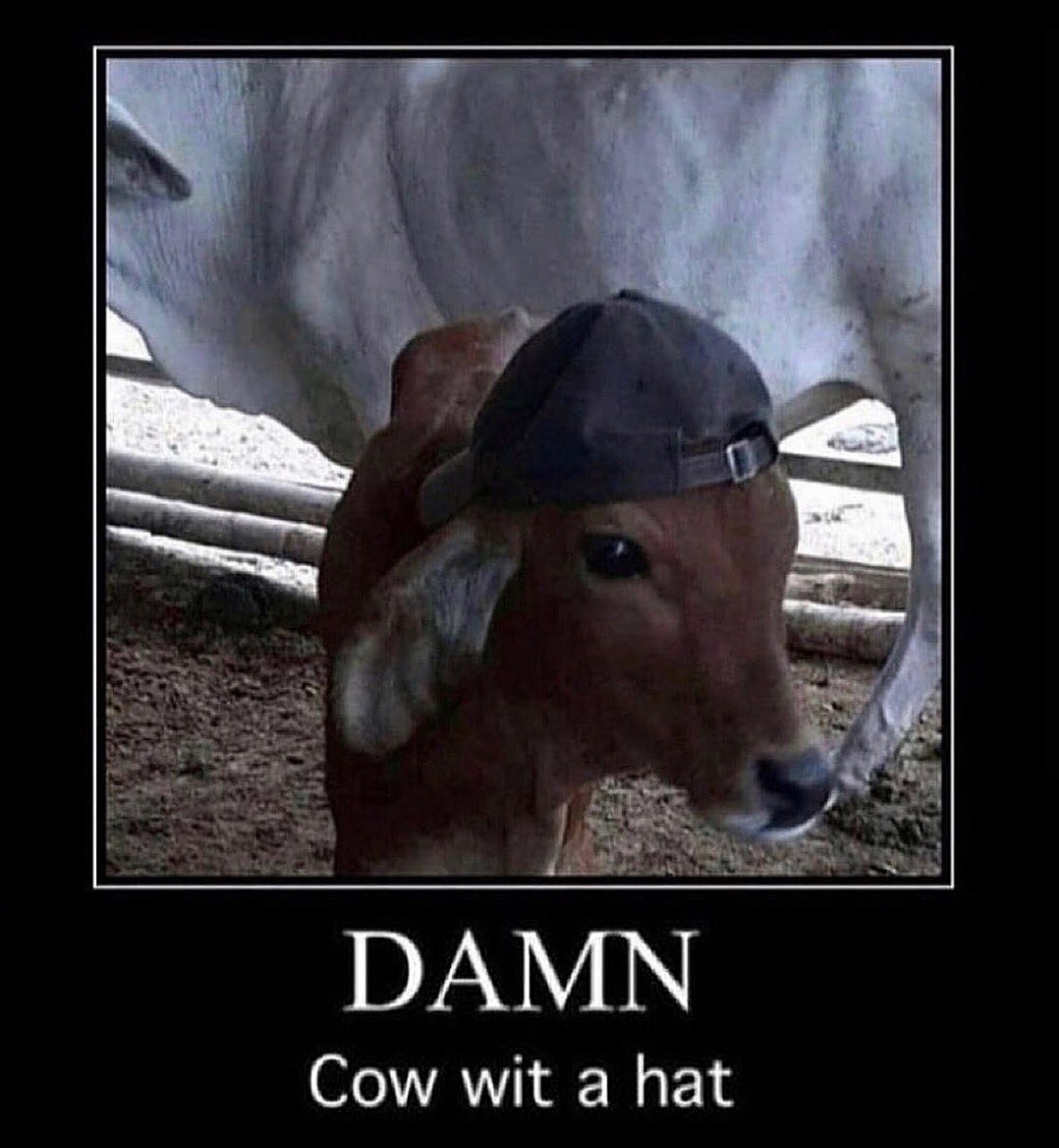 Damn, cow wit a hat Теленок в кепке на голове