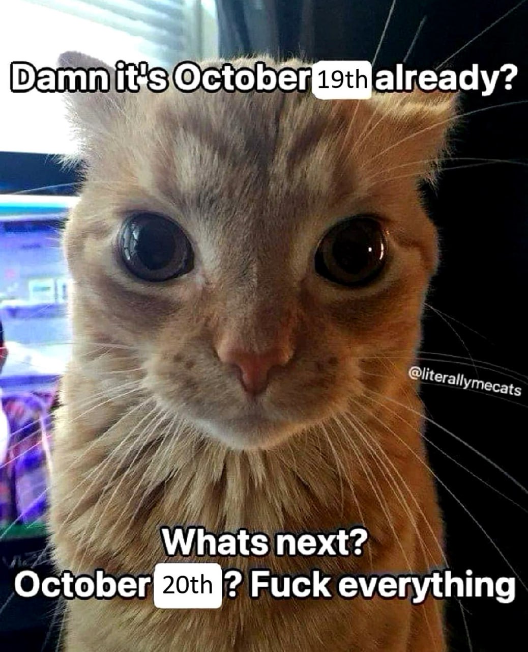 Damn it's October 19th already? Кот с удивленным взглядом на 19 октября и мыслью "Что дальше? 20 октября? К черту все"
