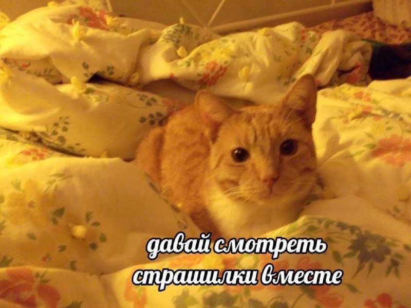 Давай смотреть страшилки вместе Рыжий кот лежит в кровати и предлагает "Давай смотреть страшилки вместе"