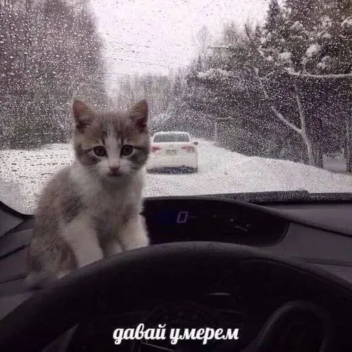 Давай умрем Котенок в машине с надписью «Давай умрем»