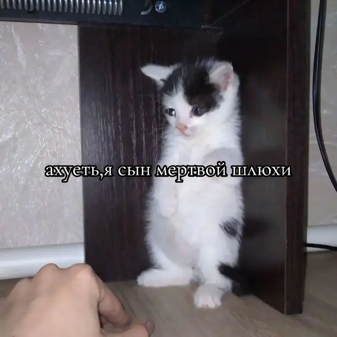 Котенок "сын мертвой шлюхи" Маленький бело-черный котенок стоит на задних лапах с грустным выражением мордочки. Надпись на изображении: "Ахуеть, я сын мертвой шлюхи".