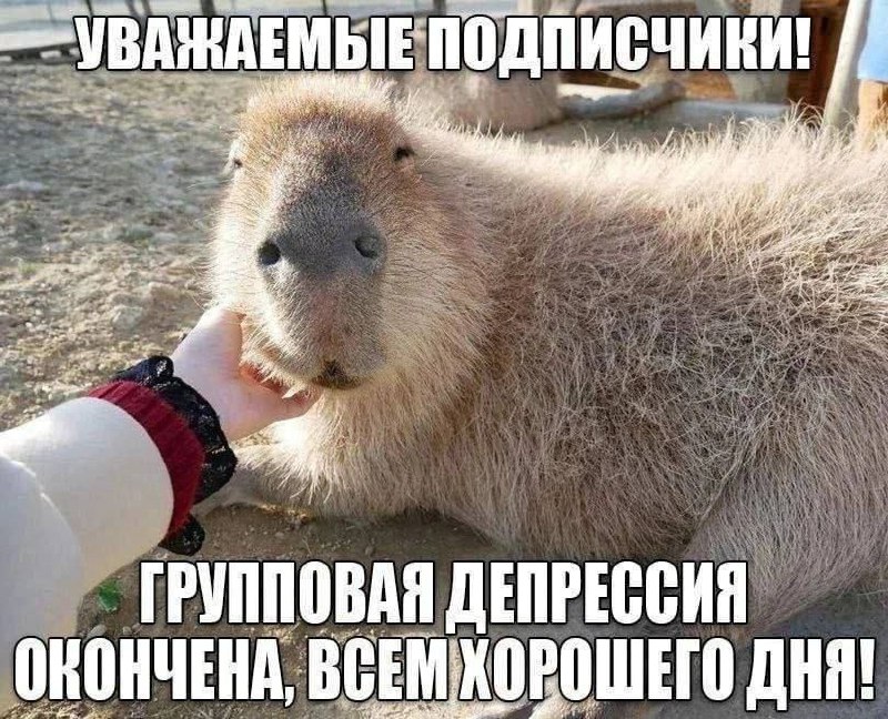 Капибара и надпись: Уважаемые подписчики! Групповая депрессия окончена, всем хорошего дня!