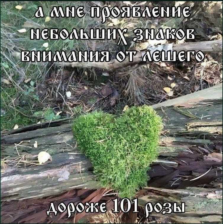 Сердечко из мха на дереве с подписью про небольшие знаки внимания от лешего, которые дороже 101 розы.