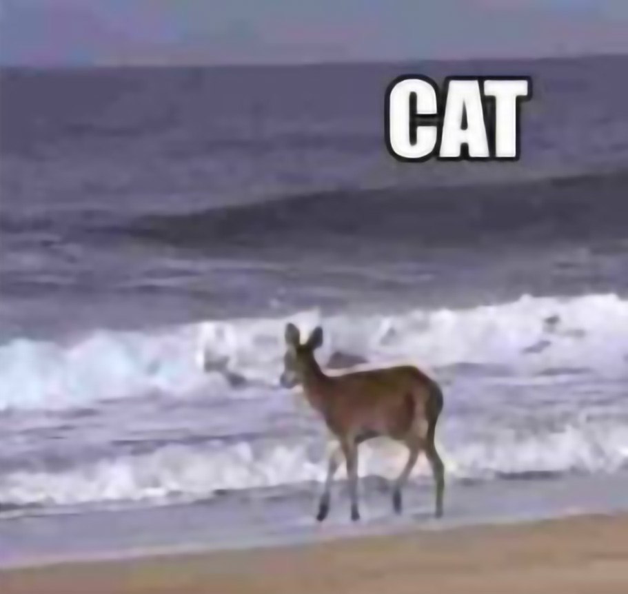 Олень и надпись CAT Олень идет по пляжу, а сверху надпись CAT