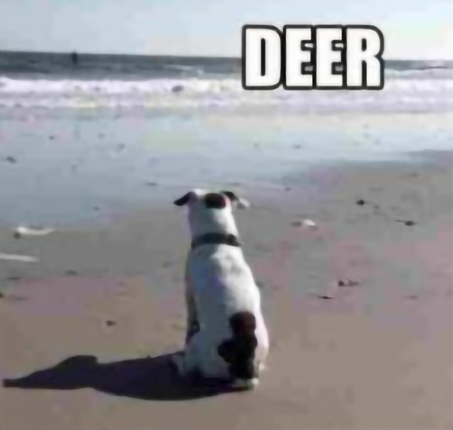 Собака на пляже и DEER Собака, смотрящая на волны с надписью "DEER"