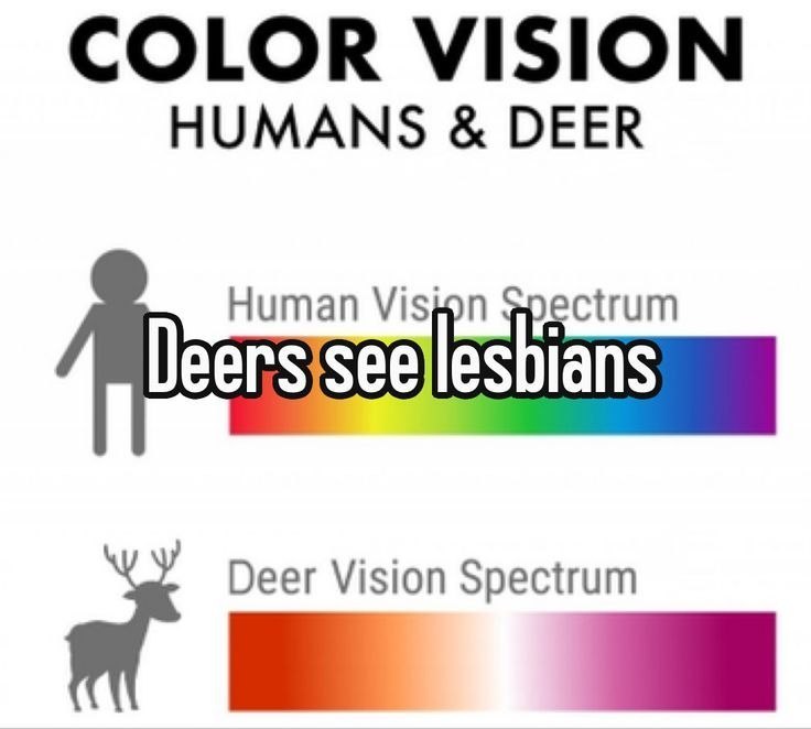 Инфографика о цветовом зрении человека и оленя с шуткой «Deers see lesbians».
